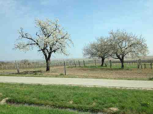 fruit trees in Burgenland