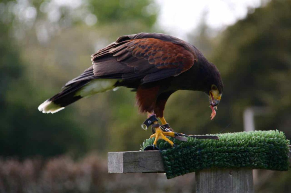 DunrobinCastleFalconry - 1