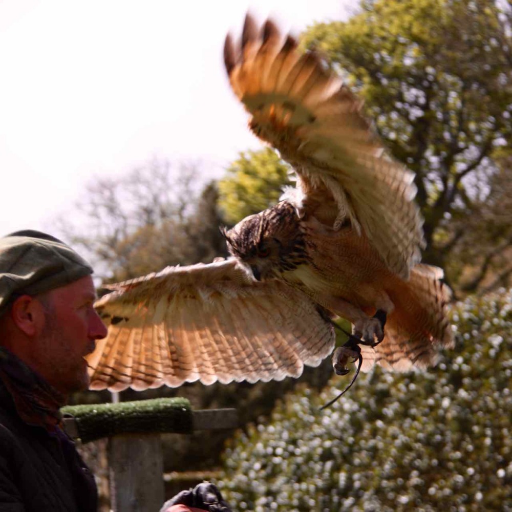 DunrobinCastleFalconry - 2