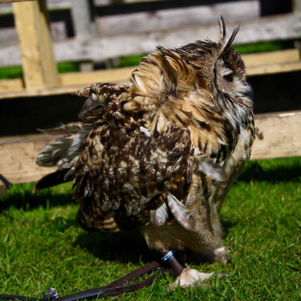 DunrobinCastleFalconry - 4