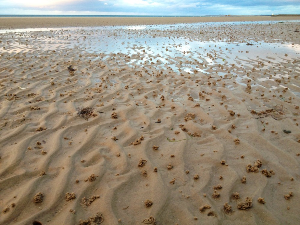 sand vermicelli piles left by worms at low tide