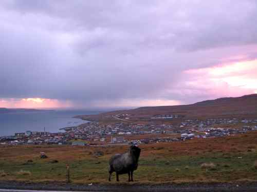 Sheep at dawn
