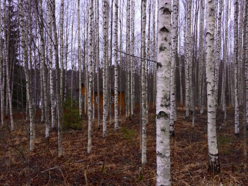 Birch trees