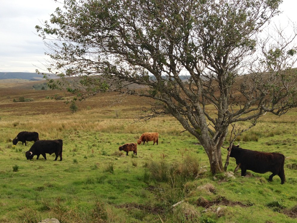 A field of hairy coos, Scotland, Highlands