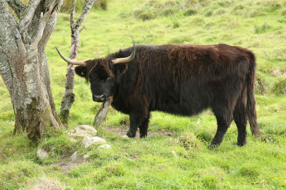 Hairy coo, bad hair style