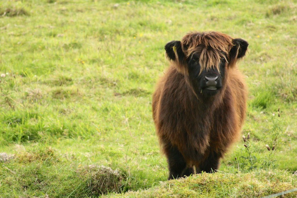 baby hairy coo