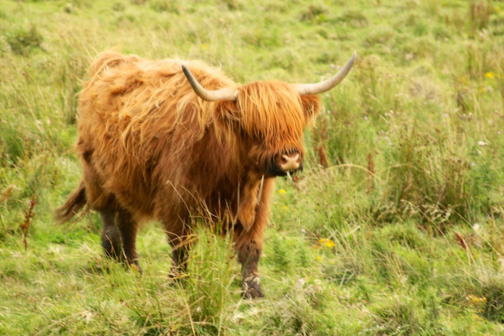 Hairy coo, Scottish Highlands