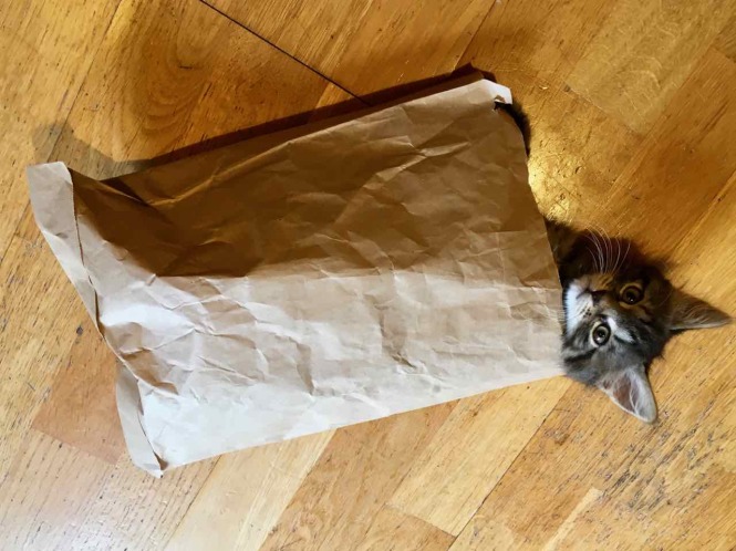 Purrcules Mulligan in a bag