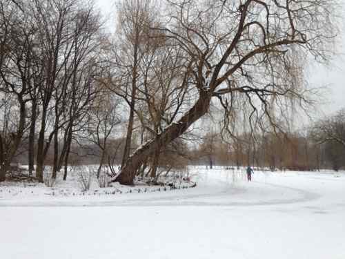 a skating path around an island in the Kleinhesseloher See