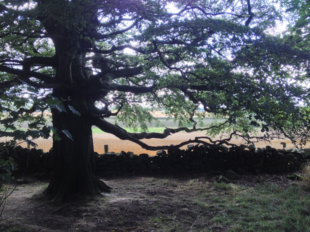 JupiterArtland 4