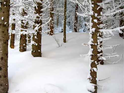 snowy trees