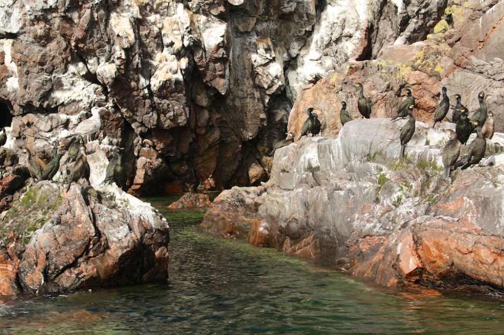 Bird colonies near Cromarty