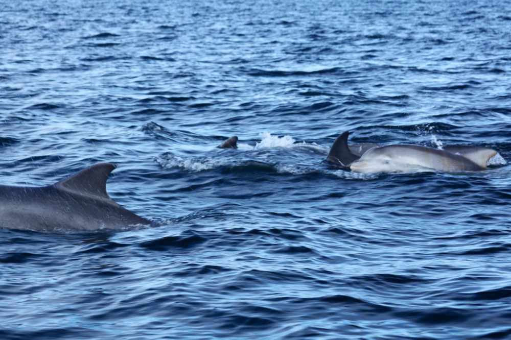 Dolphins in Moray Firth