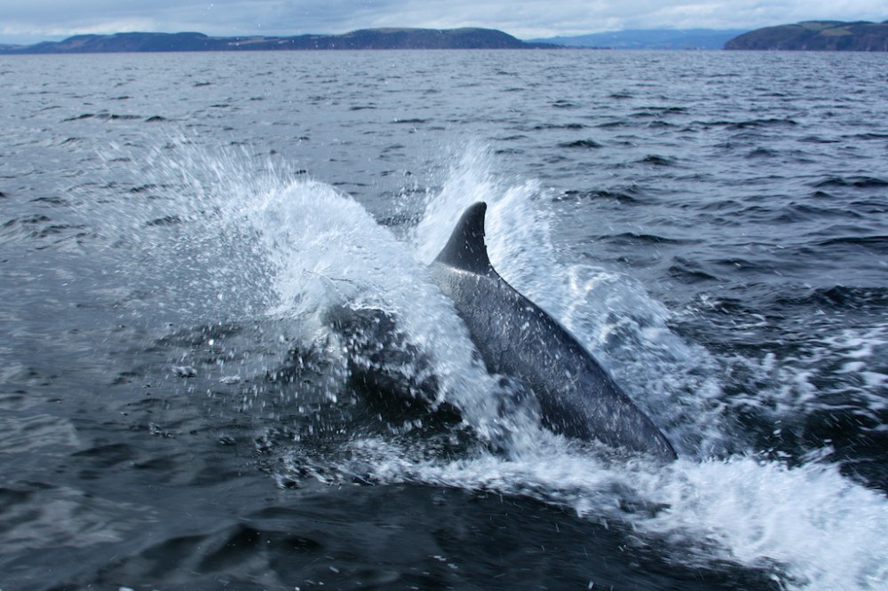 Dolphin in Moray Firth, Scotland