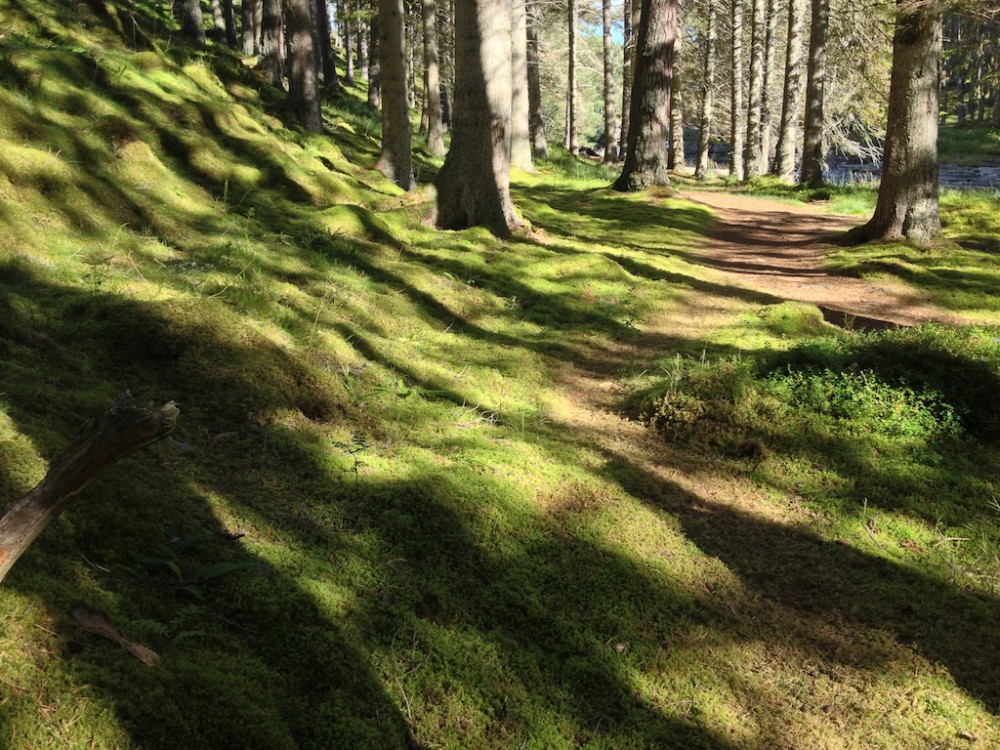 mossy ground by the Linn of Dee