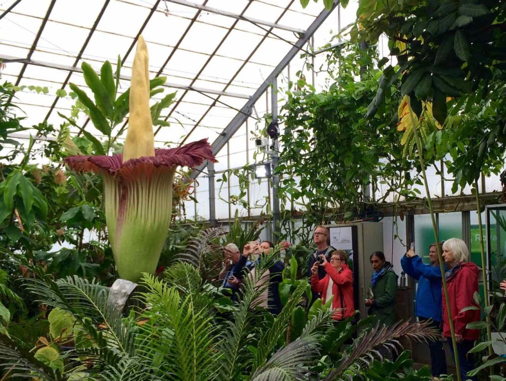 Titan Arum Edinburgh 3