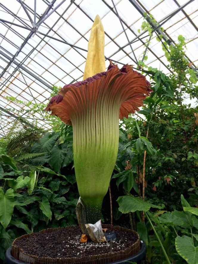 Titan Arum Edinburgh 1