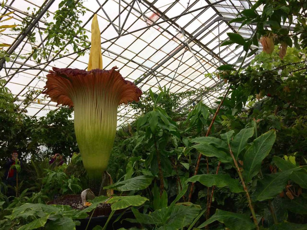 Titan Arum Edinburgh 3