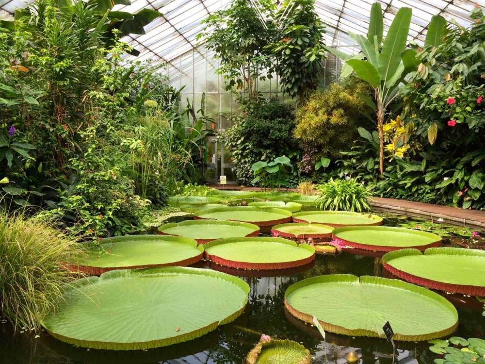 Giant Waterlilies