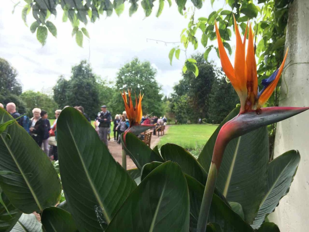 Titan Arum Edinburgh 8