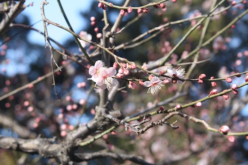 plum blossoms confused by the unseasonably warm weather