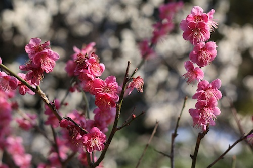 Tokyo Plum Blossoms