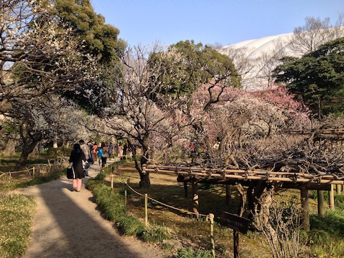 Tokyo Plum Blossoms