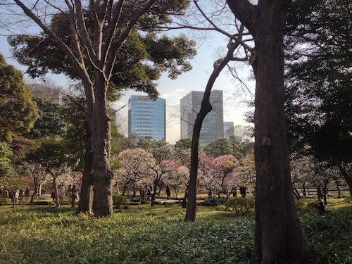 TokyoPlumBlossoms 14