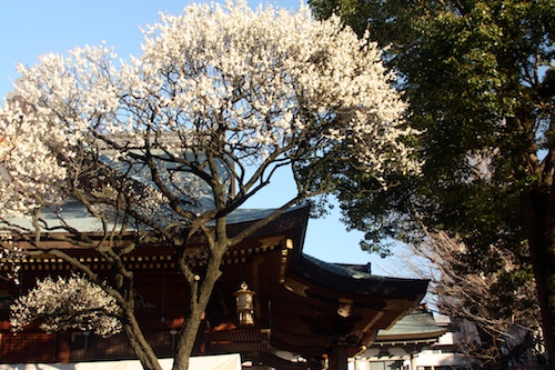 TokyoPlumBlossoms Yushima 3