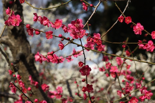 TokyoPlumBlossoms 7