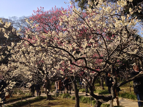 TokyoPlumBlossoms 9