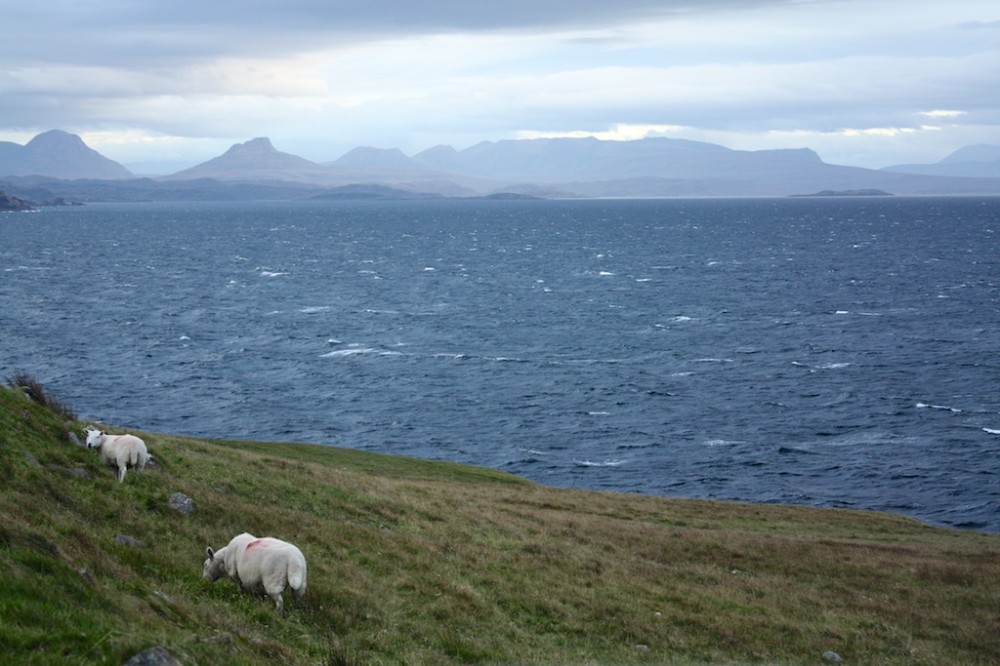 WesternHighlands sheep