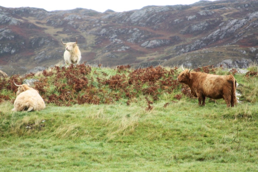 WesternHighlands 6