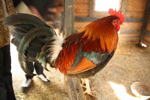 pretty cock at the Magnolia plantation