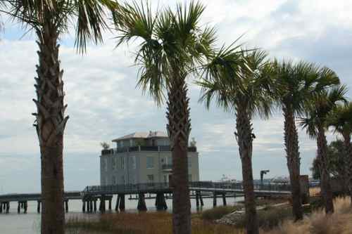palm trees along the coast in Charleston