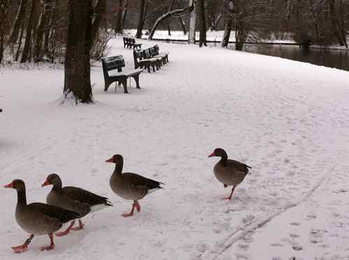 Geese in the snow at the English Garden, Munich