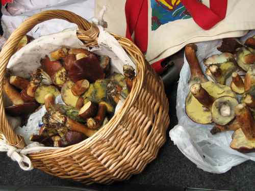 baskets of foraged mushrooms
