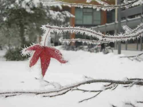 red leaf covered in ice crystals